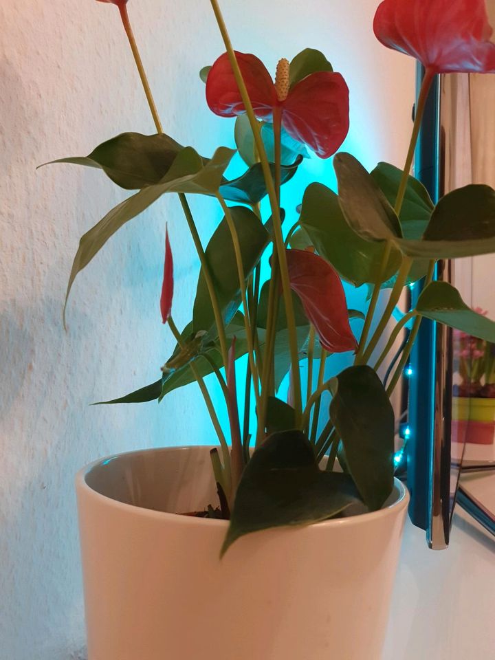 Anthurium Flamingoblume rot in Wuppertal