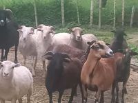 Schaf Herde zu verkaufen Baden-Württemberg - Bühl Vorschau