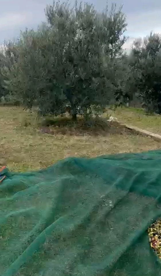 Reines Bio Olivenöl aus Albanien in Lage