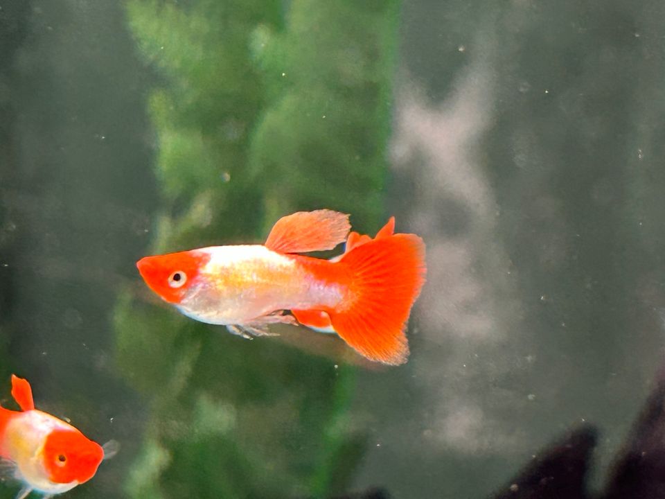 Koi Red Cap  Guppy 3-3,5cm  Männchen u. Weibchen in Rangendingen