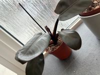 Philodendron Black ganze Pflanze Niedersachsen - Emmerthal Vorschau