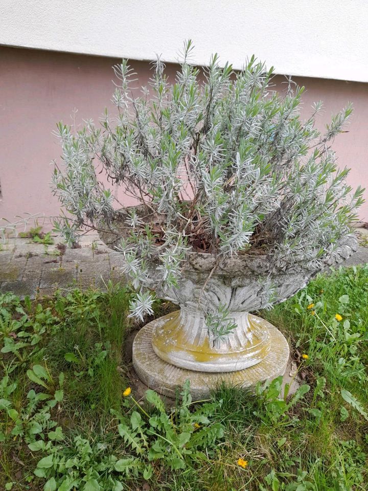 Blumenkübel groß mit Pflanze in Achern