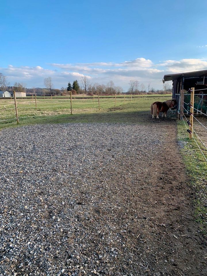 Offenstallplatz für 1-2 Shettys/kleines Pony in Jettingen-Scheppach