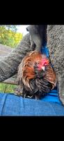 Zwerg Strupphahn Harztor - Harztor Ilfeld Vorschau