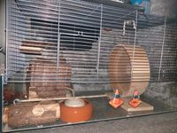 Hamster käfig Nordrhein-Westfalen - Herne Vorschau