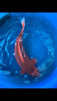 Japan Koi * Kanoko Hi Asagi * 92+cm * Jumbo * very special!!! Bayern - Georgensgmünd Vorschau