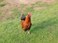 Verschiedene Hühner und Hähne suchen ein neues zu Hause Bayern - Weißdorf Vorschau