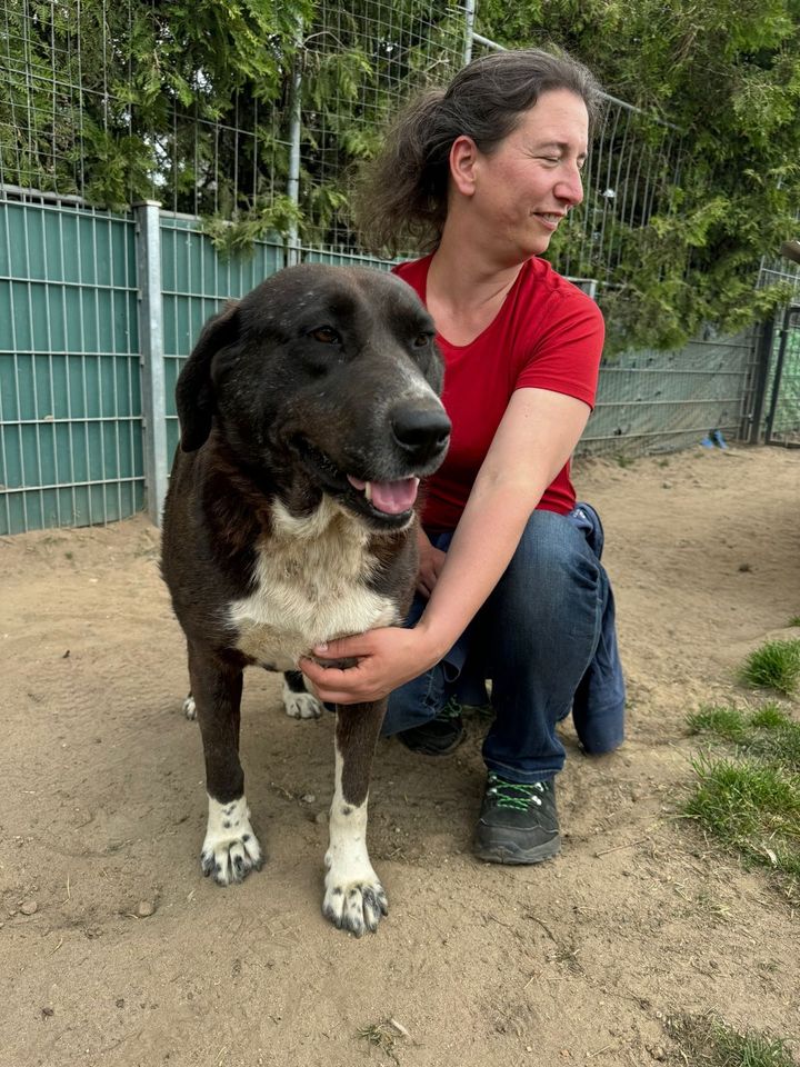 Aufgeweckter CHARLIE ❤️ aus dem Tierschutz sucht seine Familie in Möckern