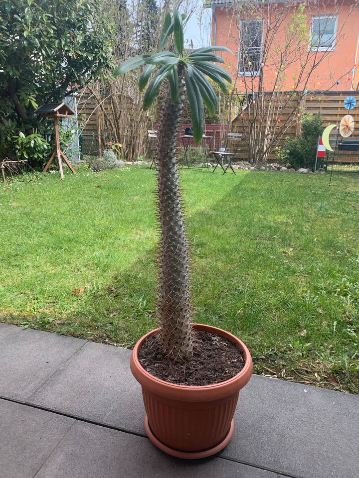 Madagaskarpalme Pachypodium 13 Jahre alt ca. 90 cm hoch in Planegg