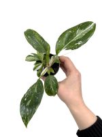 Philodendron White Princess - Babyplant Hannover - Vahrenwald-List Vorschau