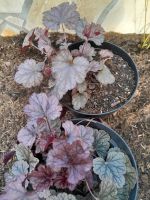 Heuchera Purpurglöcken Sachsen - Taura Vorschau