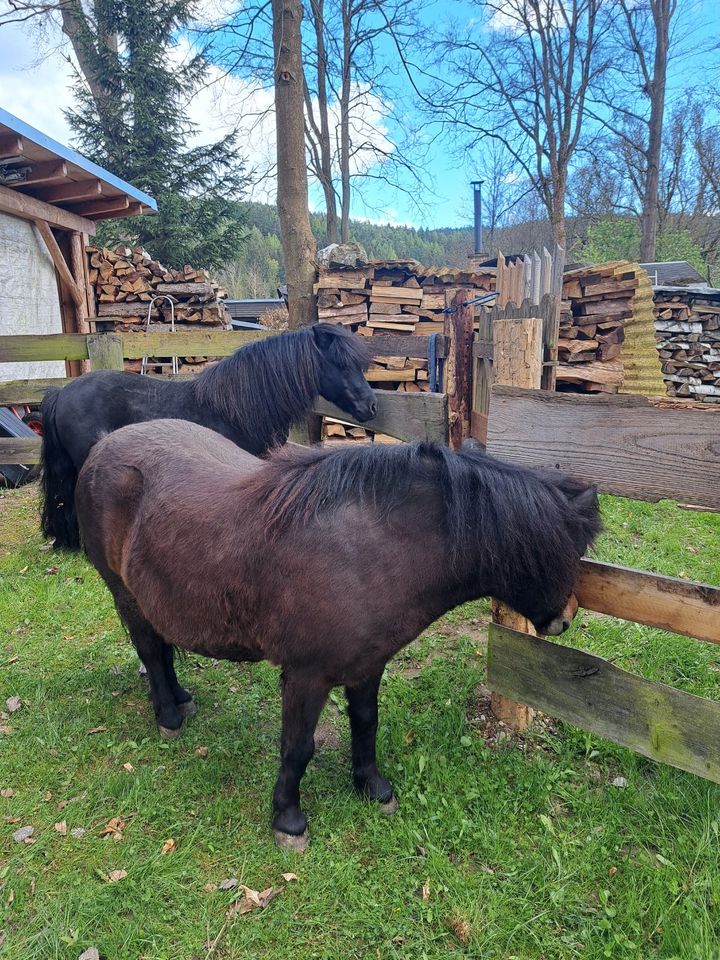 Suche Einstellplatz für 2 Ponys in Bad Elster