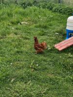 Seidenhühner Hennen Hühner Nordrhein-Westfalen - Erftstadt Vorschau
