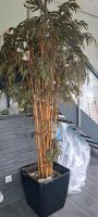 Künstlicher bambus 250 cm hoch Nordrhein-Westfalen - Blomberg Vorschau
