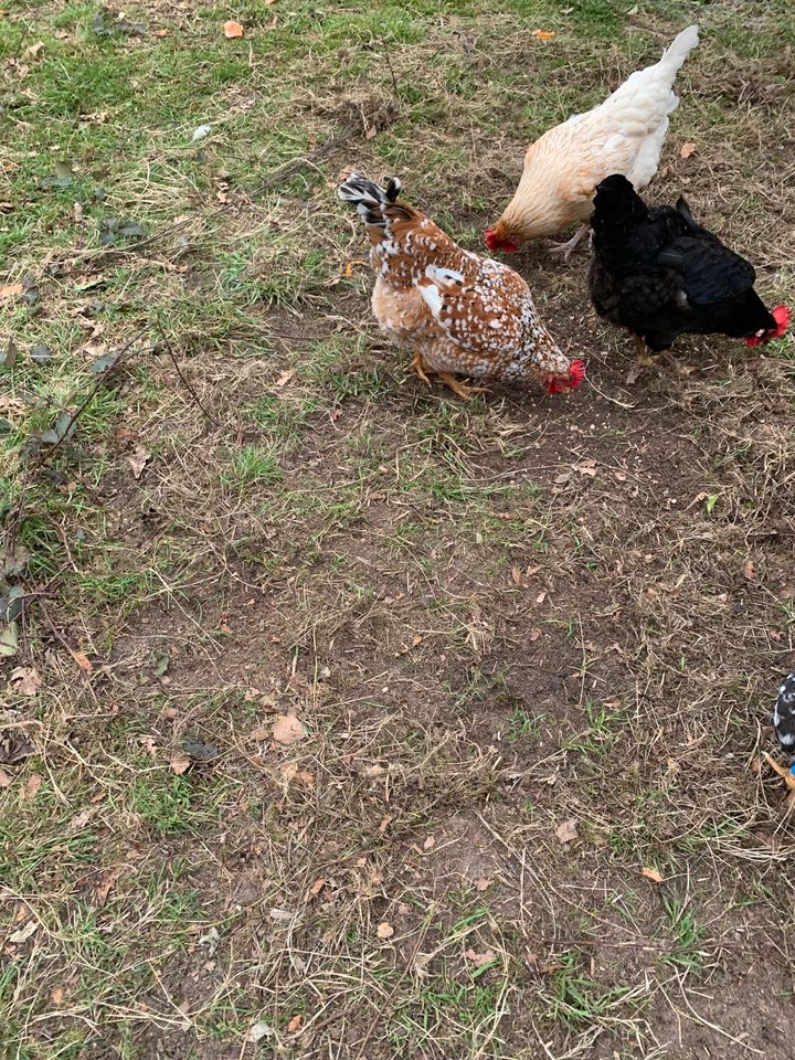 Hühner zu verkaufen in Velen