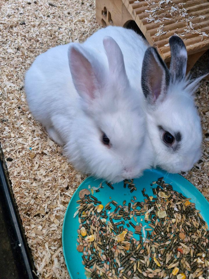 Süße Kaninchen suchen ein liebevollen Zuhasue in Sankt Augustin