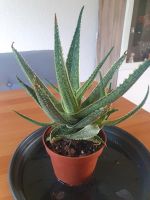 Aloe maculata Kiel - Kronshagen Vorschau