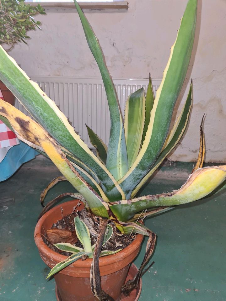 Große Agave in Schönberg (Mecklenburg)