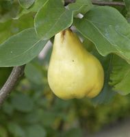 Apfel Quitte Cydopom 60-80cm - Cydonia oblonga Niedersachsen - Bad Zwischenahn Vorschau