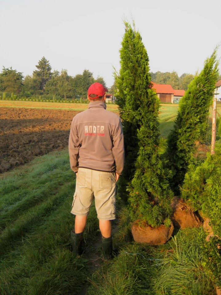 LEBENSBAUM THUJA SMARAGD BRABANT TOP HECKPFLANZEN in Memmingen