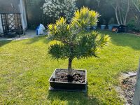 Bonsai Steineibe - Podocarpus macrophyllus Nordrhein-Westfalen - Willich Vorschau