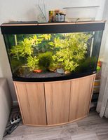 Fluval aquarium 180 Liter Komplett Nordrhein-Westfalen - Iserlohn Vorschau