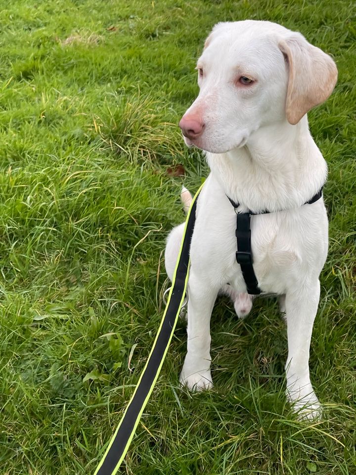 lieber ausgeglichener Marley Labrador ähnlich in Köln