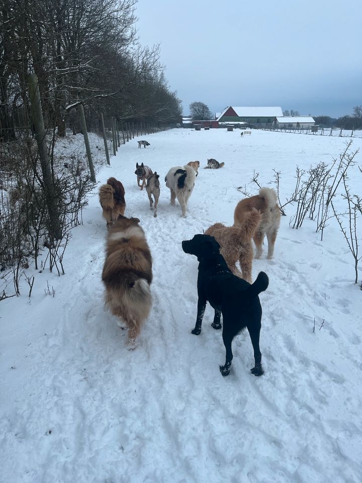 Hundepension/Hundetagesstätte in Tellingstedt