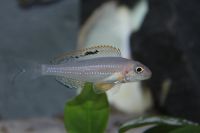 Xenotilapia papilio isanga Sandcichlide Tanganjika Hessen - Gorxheimertal Vorschau