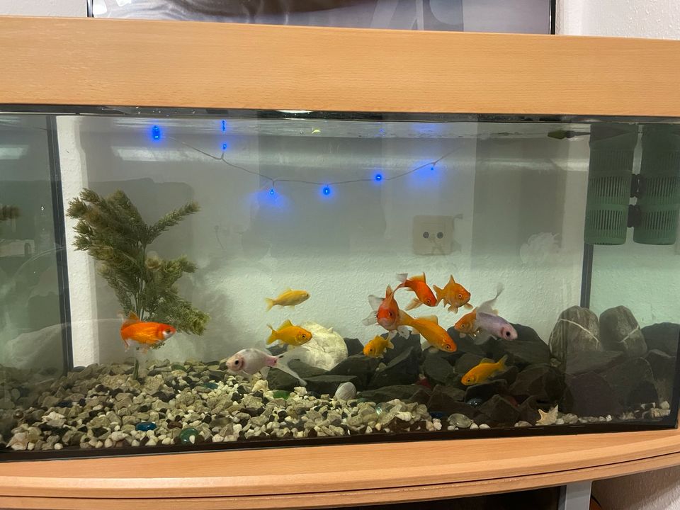 Komplett Aquarium mit 12 Gold Fische + Tisch in Saarbrücken