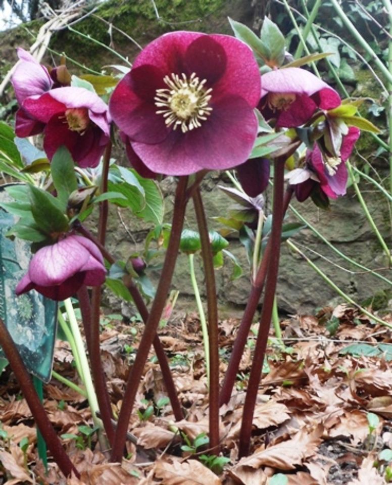 Lenzrosen Helleborus  3 Stck. 12 € in Mannheim