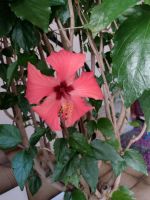 Hibiskus Topfpflanze Pflanze Terrasse  "Hawaii " Blume Nordrhein-Westfalen - Iserlohn Vorschau