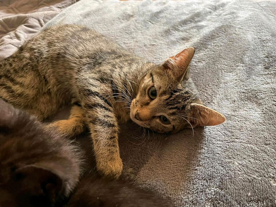 Kitten, Katzenbaby, Katze, kastriert, EKH❤️ Dori ❤️ in Jessen (Elster)