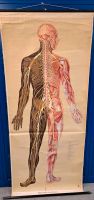 Schulkarte Rollkarte das Nervensystem" Retro Biologie Vintage Rheinland-Pfalz - Gerolstein Vorschau
