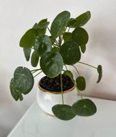 Pilea Ufo Pflanze chinesischer Geldbaum Baden-Württemberg - Renningen Vorschau