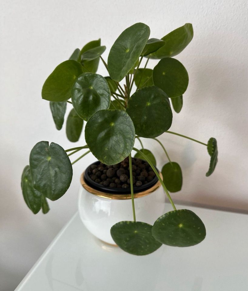 Pilea Ufo Pflanze chinesischer Geldbaum in Renningen