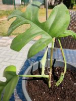 Monstera Minima Saarland - Schmelz Vorschau