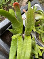 Gasteria brevifolia im kleinen Topf eigene Zucht Niedersachsen - Otterndorf Vorschau