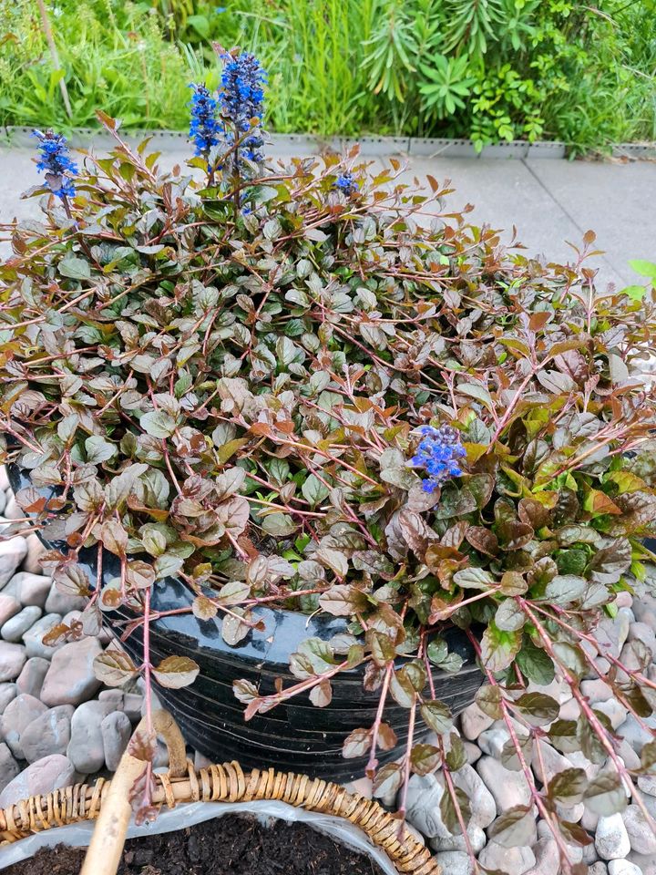 Bodendecker Ajuga Ableger in Vechta