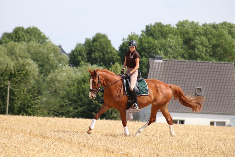 Pflegebeteiligung Reitbeteiligung in Schöppenstedt