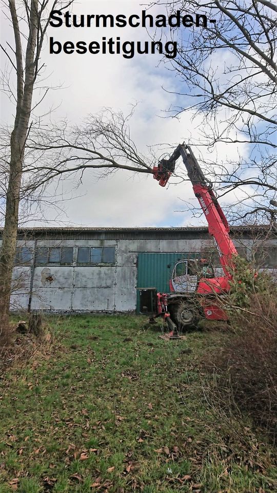 Baumpflege - Baumfällung - Baufeld Beräumung - Stubben fräsen in Rostock