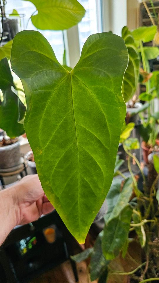 Anthurium Nigrolaminum x Crystallinum in Frankfurt am Main