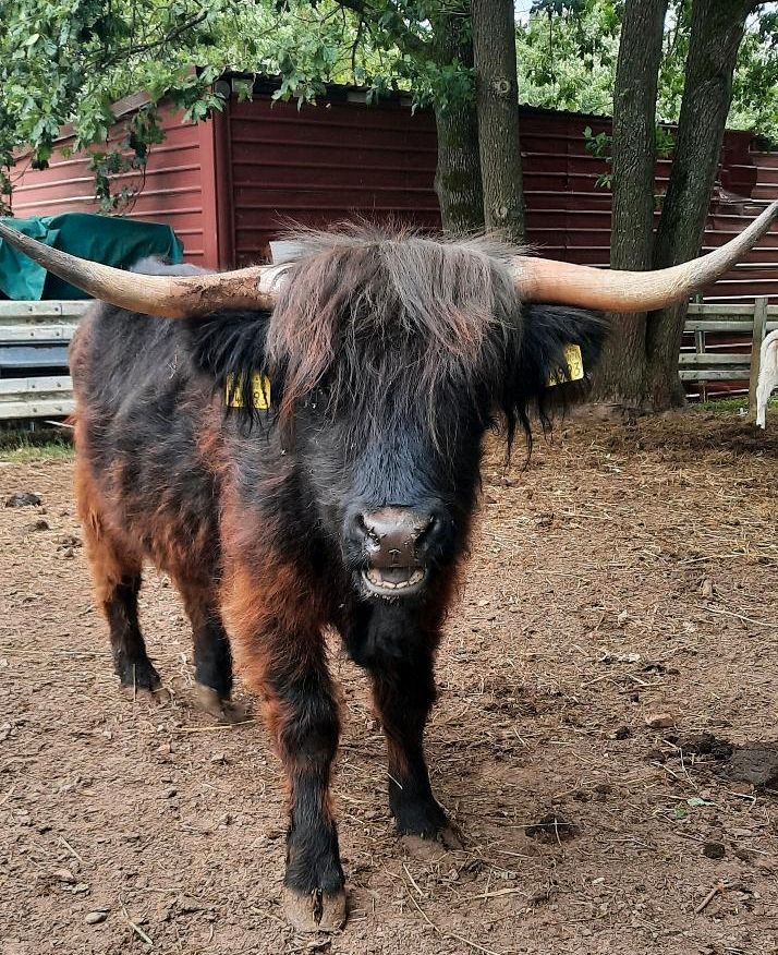 Highland Cattle Färse, Hochlandrind in Gemünden a. Main