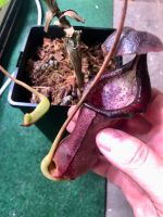 Nepenthes Izumiae x (Truncata x Campanulata) EP Sachsen - Wilsdruff Vorschau