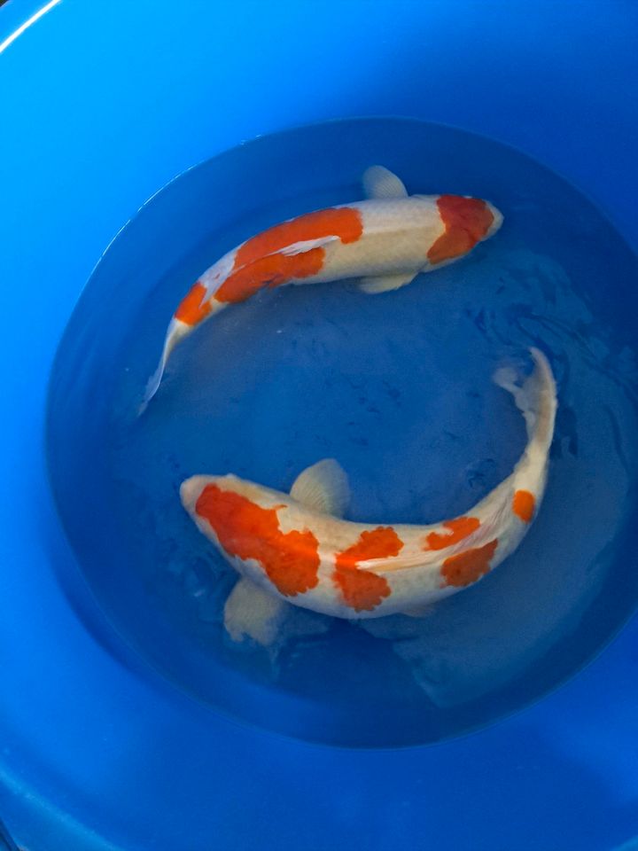 KOI Dainichi Kohaku Showtiere ! ! ! in Nürnberg (Mittelfr)