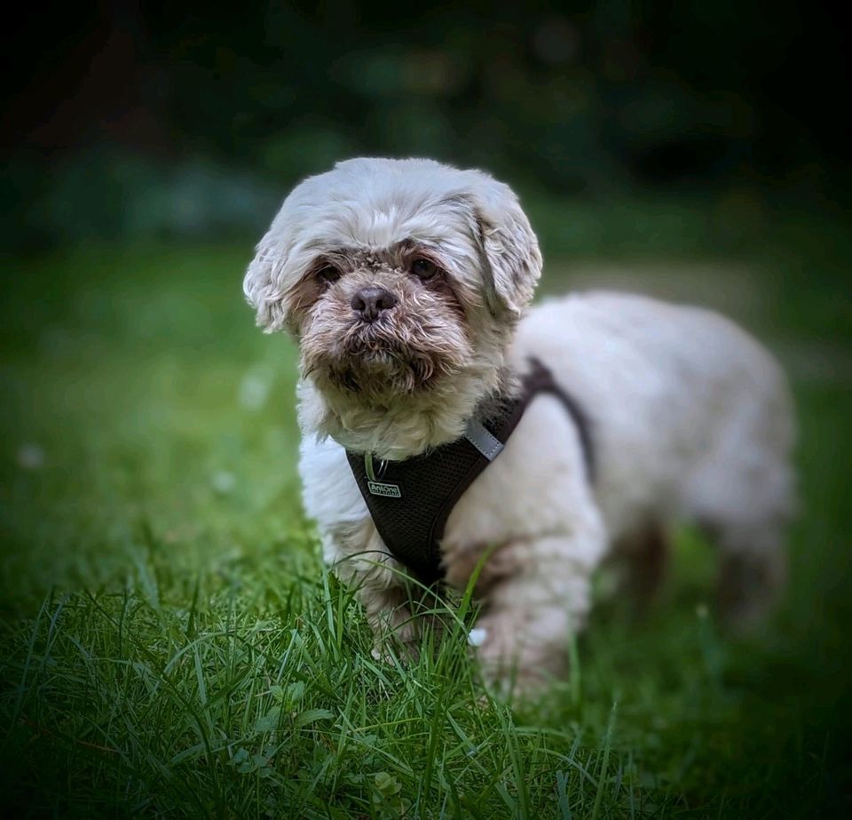 COCO Shi Tzu Rüde Tierschutz Hund in Laatzen