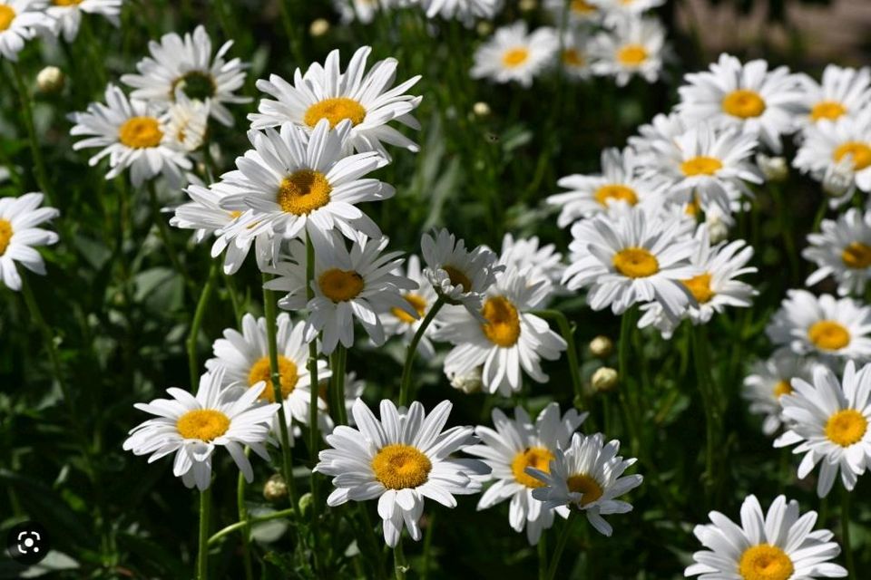 Stauden und Dahlien zu verkaufen in Legden