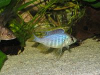 Placidochromis Jalo Reef 1/2, Aul. chilumba Bayern - Bischberg Vorschau