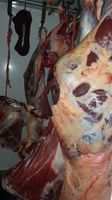 Rindfleisch aus natürlicher Haltung vom Zwergzebu ab 18.04.24 Nordrhein-Westfalen - Lienen Vorschau