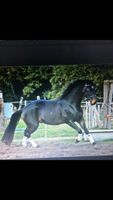 Suche Reitbeteiligung (Pferd sucht Reiter) Nordrhein-Westfalen - Mönchengladbach Vorschau